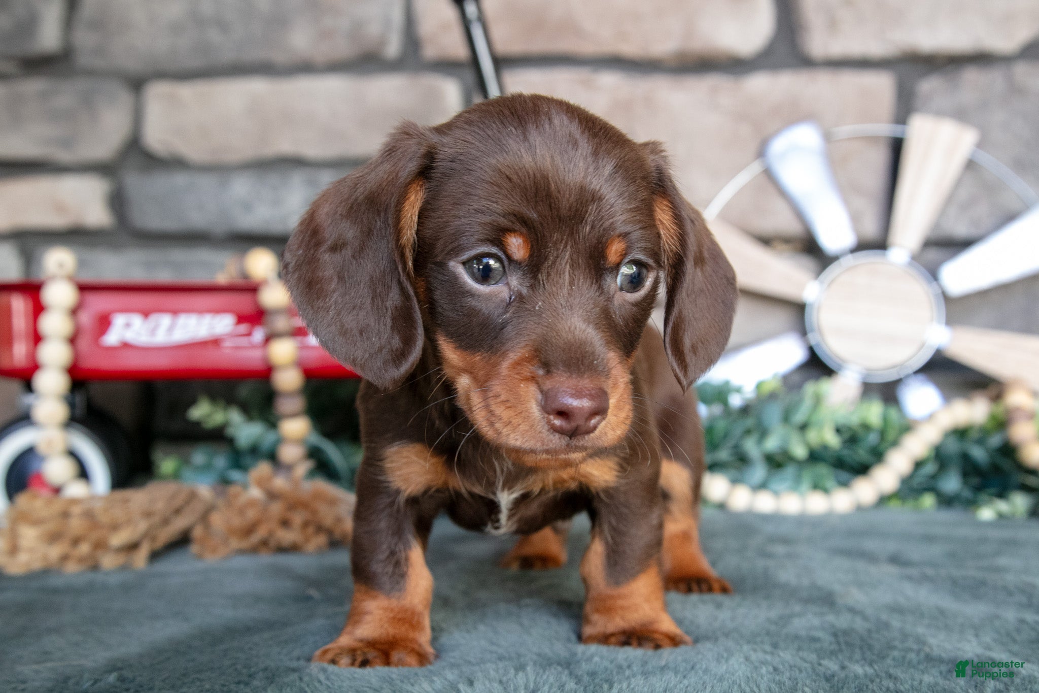 Miniature Dachshund dogs Jupiter - Ad 1