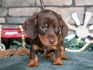 Miniature Dachshund dogs for sale: Jupiter - Ad 2