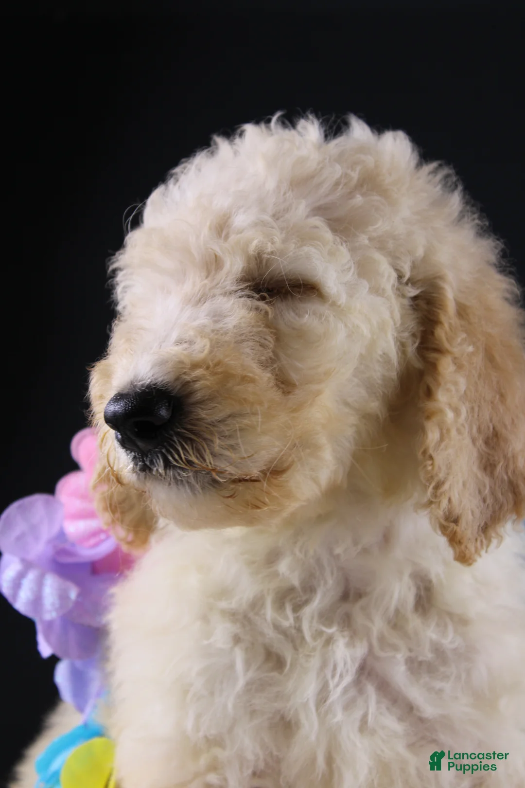 Standard Poodle dogs for sale: Dolly P - Ad 2