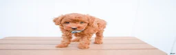 Miniature Poodle dogs for sale: Dakota 💕🐶 - Ad 3