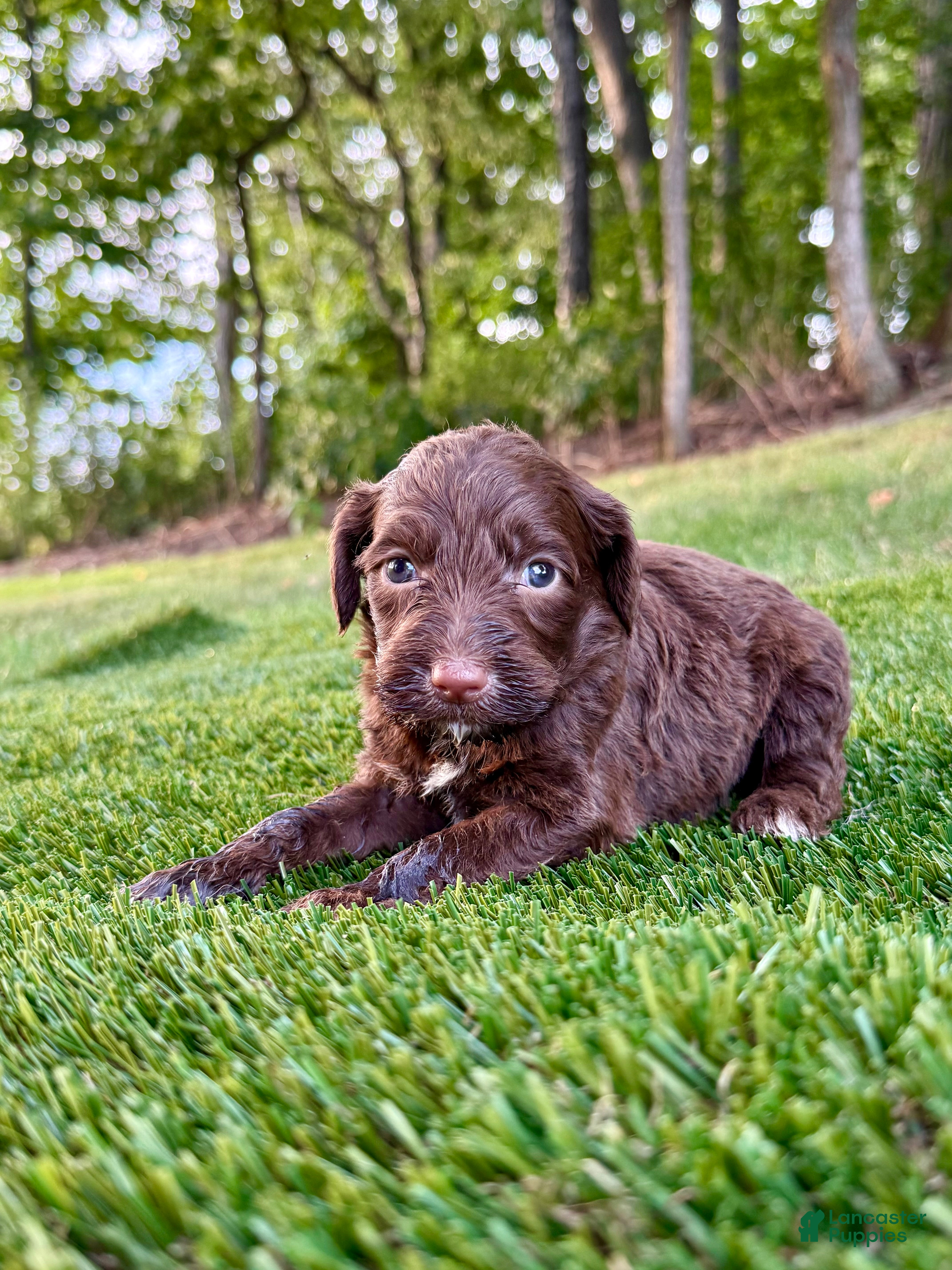 Portuguese Water Dog dogs Hazel - Ad 2
