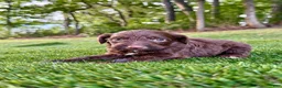 Portuguese Water Dog dogs for sale: Hazel - Ad 9