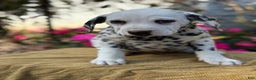 Dalmatian dogs for sale: Monroe - Ad 6