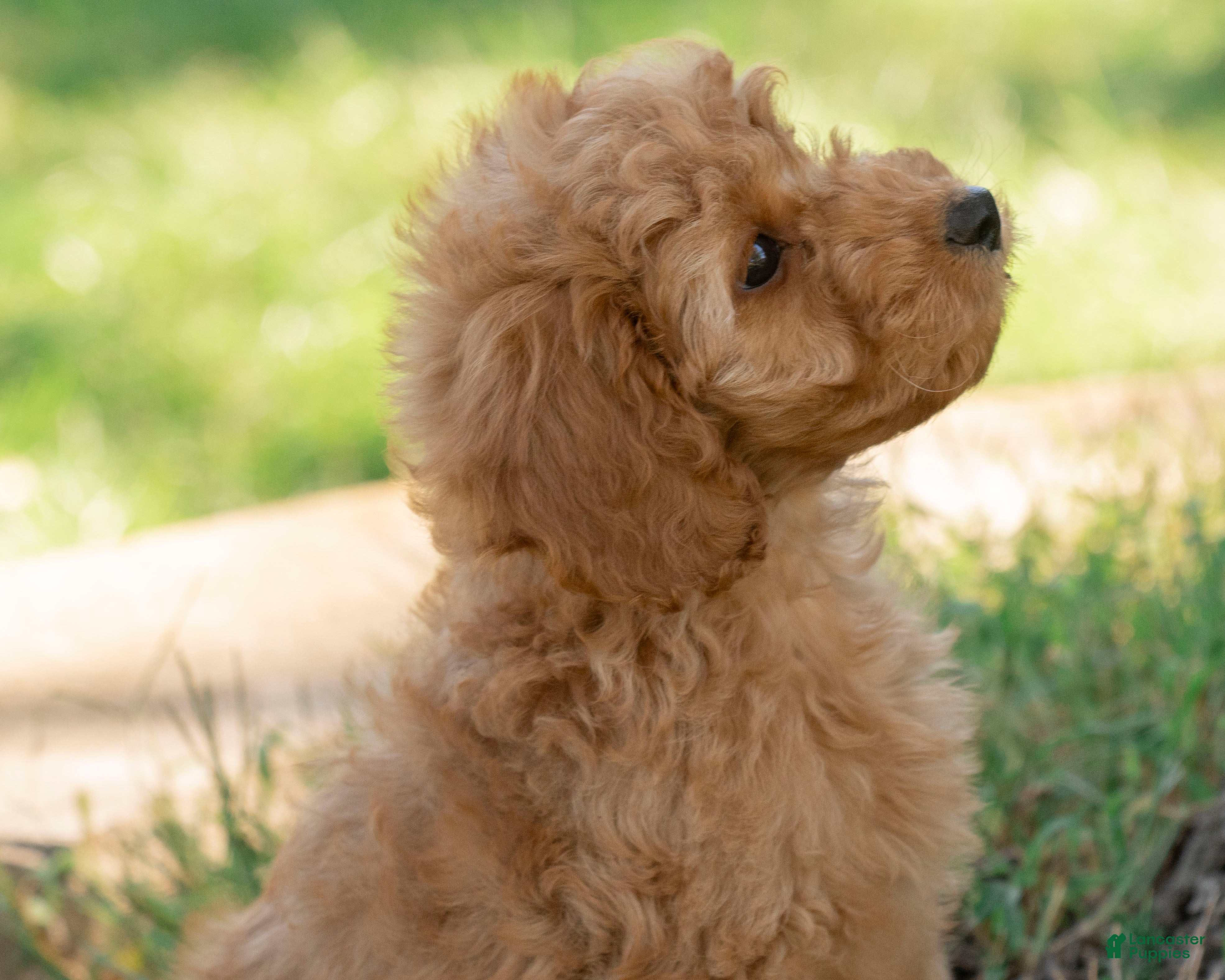 Goldendoodle dogs Muffin - Ad 1