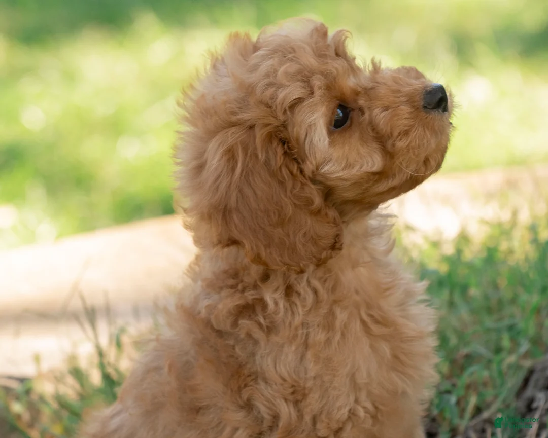 Goldendoodle dogs for sale: Muffin - Ad 1