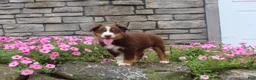 Australian Shepherd dogs for sale: Peaches  - Ad 3