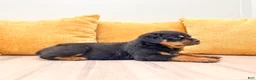 Rottweiler dogs for sale: Oliver - Ad 3