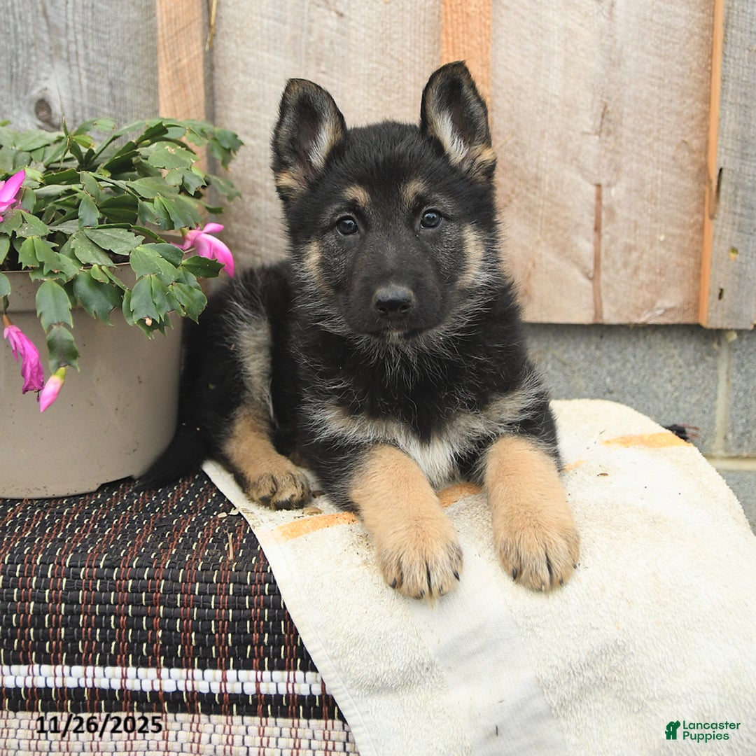German Shepherd dogs for sale: Daisy - Ad 3