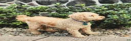 Mini Goldendoodle dogs for sale: Kimber  - Ad 4