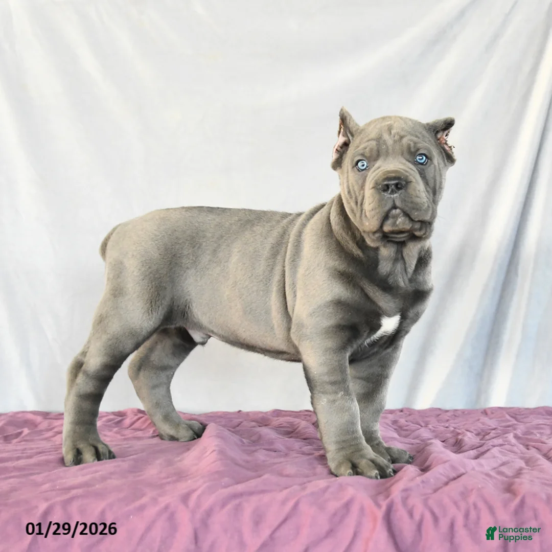 Cane Corso dogs for sale: Maxwell - Ad 2