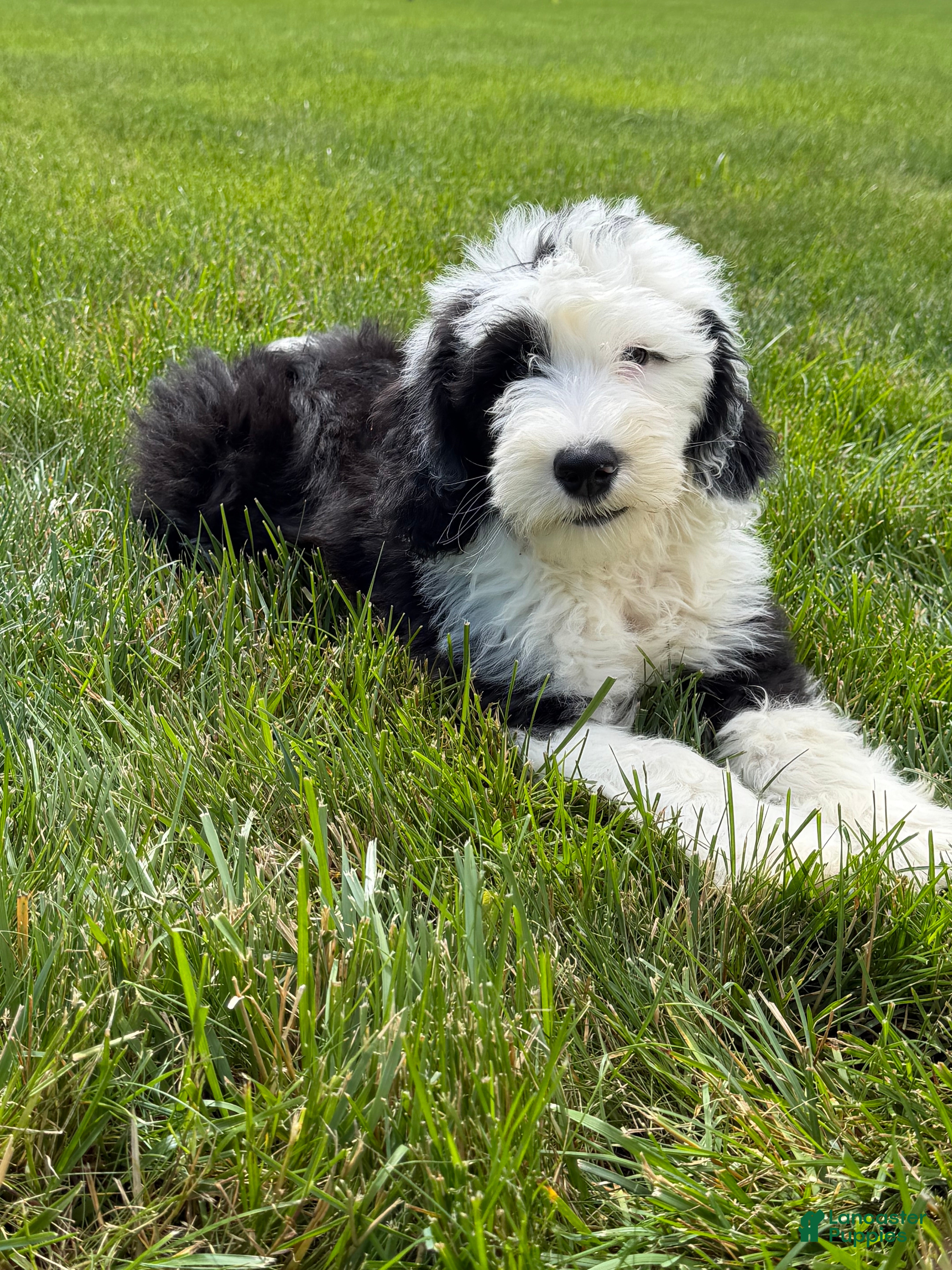 Sheepadoodle dogs Bear - Ad 2