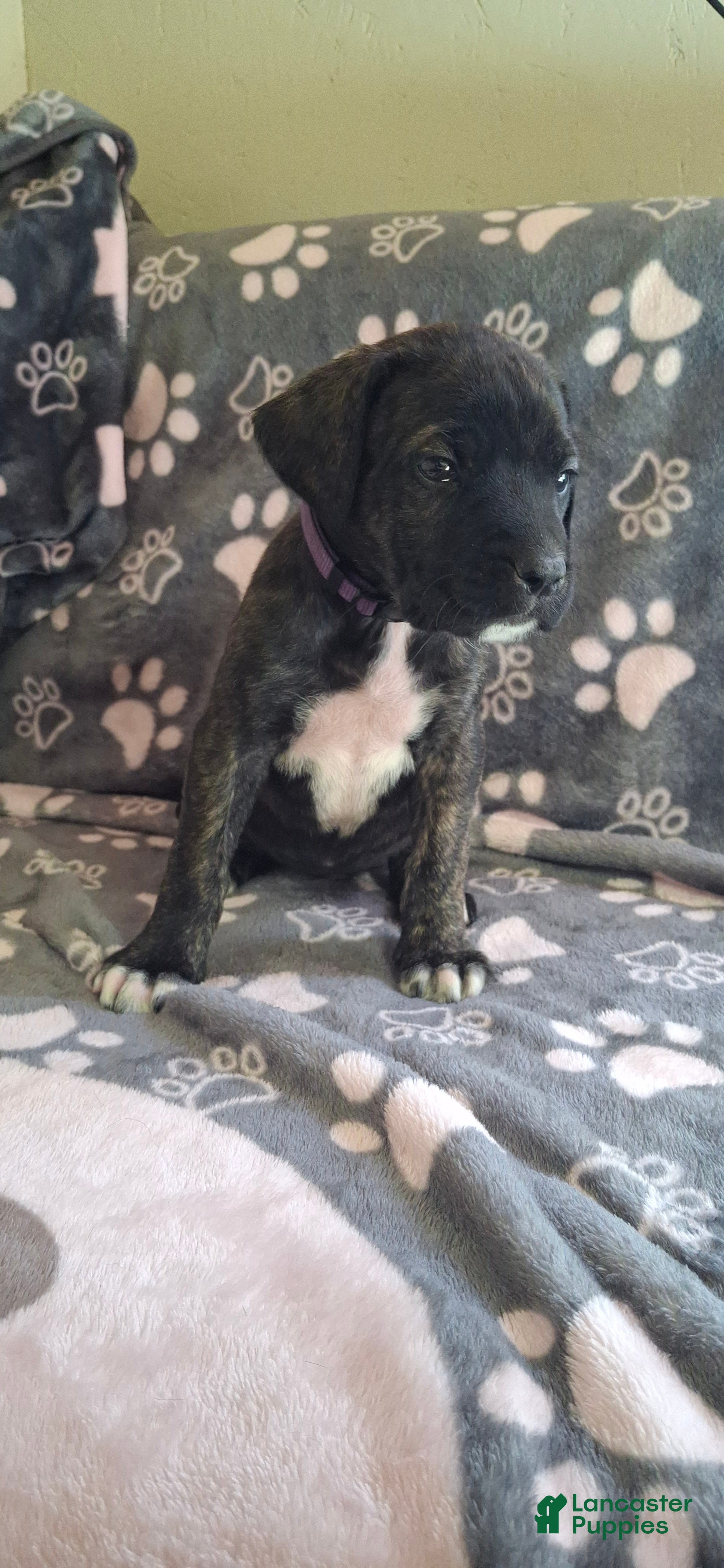 English Mastiff dogs Willow, Brindle English Mastiff Puppy - Ad 10