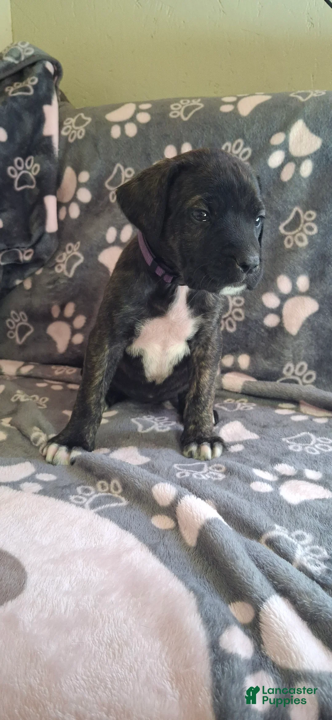 English Mastiff dogs for sale: Willow, Brindle English Mastiff Puppy - Ad 1