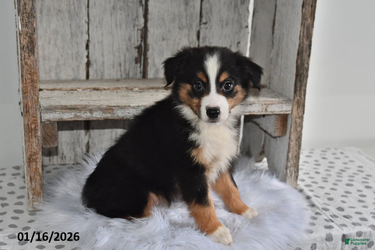 Australian Shepherd dogs Shadow - Ad 13