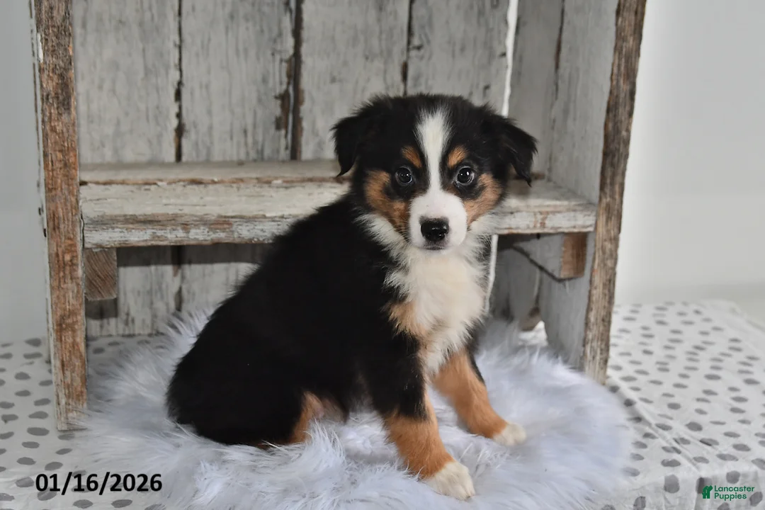 Australian Shepherd dogs for sale: Shadow - Ad 1