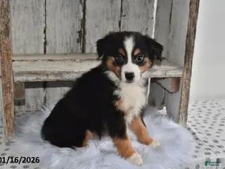 Australian Shepherd dogs Shadow - Ad 16