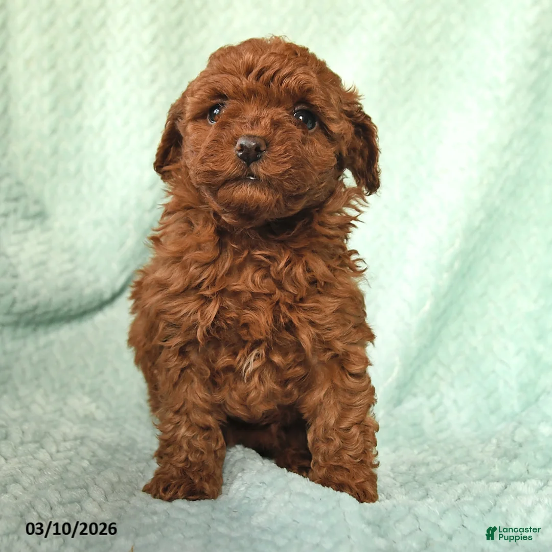 Toy Poodle dogs for sale: Nellie - Ad 2