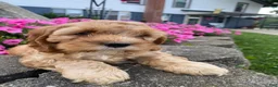 Mixed Breed dogs for sale: Gus - Ad 3