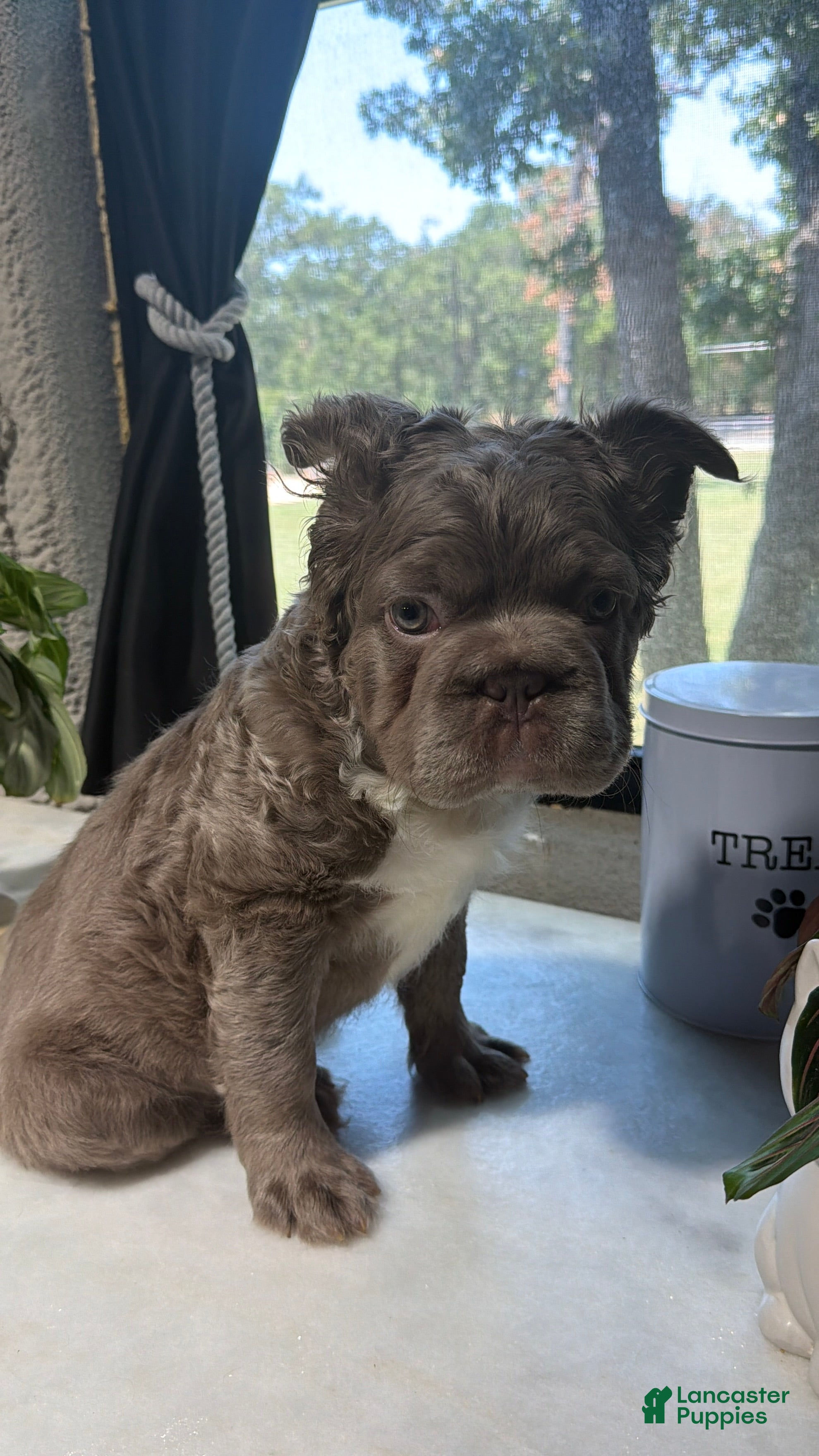 French Bulldog dogs Whitey - Ad 1