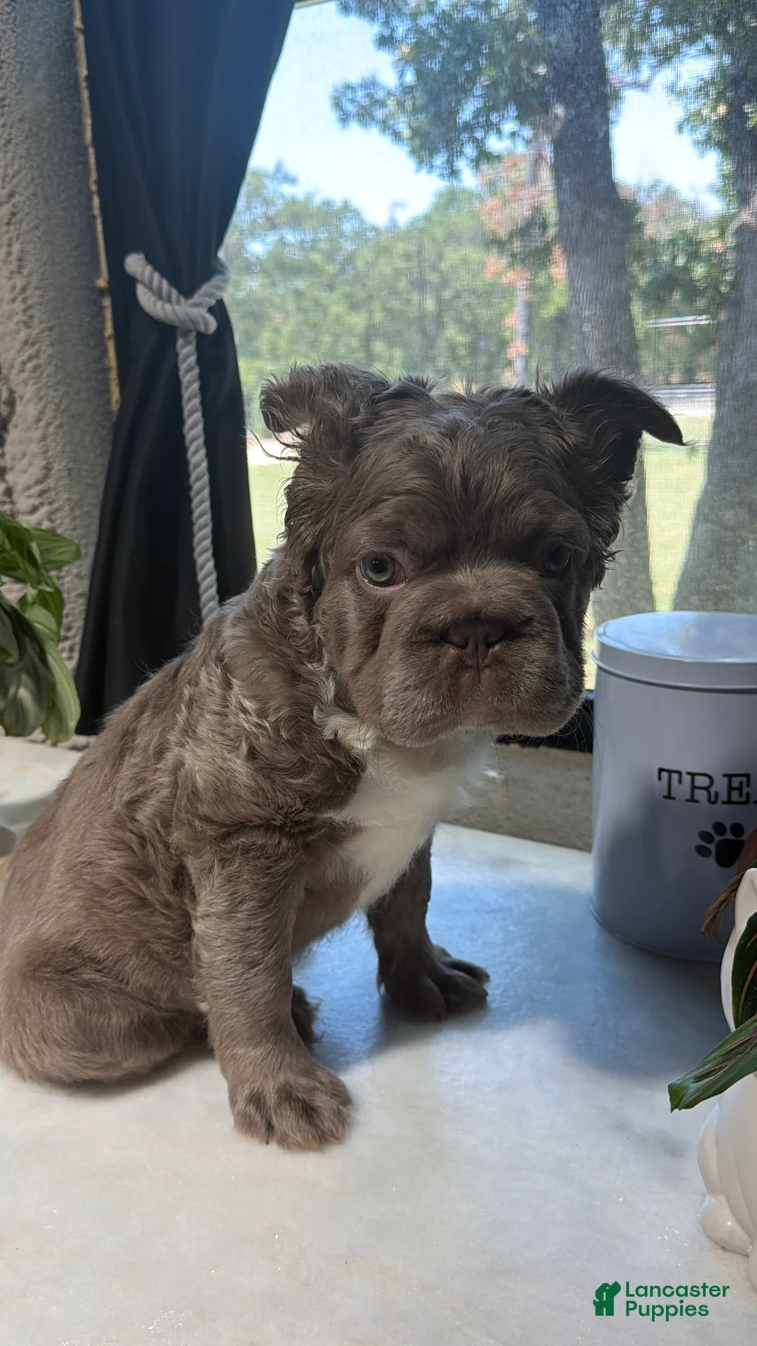 French Bulldog dogs for sale: Whitey - Ad 1