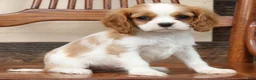 Cavalier King Charles Spaniel dogs for sale: Paula - Ad 8
