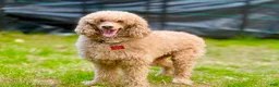Standard Poodle dogs for sale: Lily (spayed) adult Standard Poodle - Ad 2
