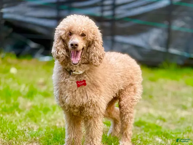 Standard Poodle dogs Lily (spayed) adult Standard Poodle - Ad 2