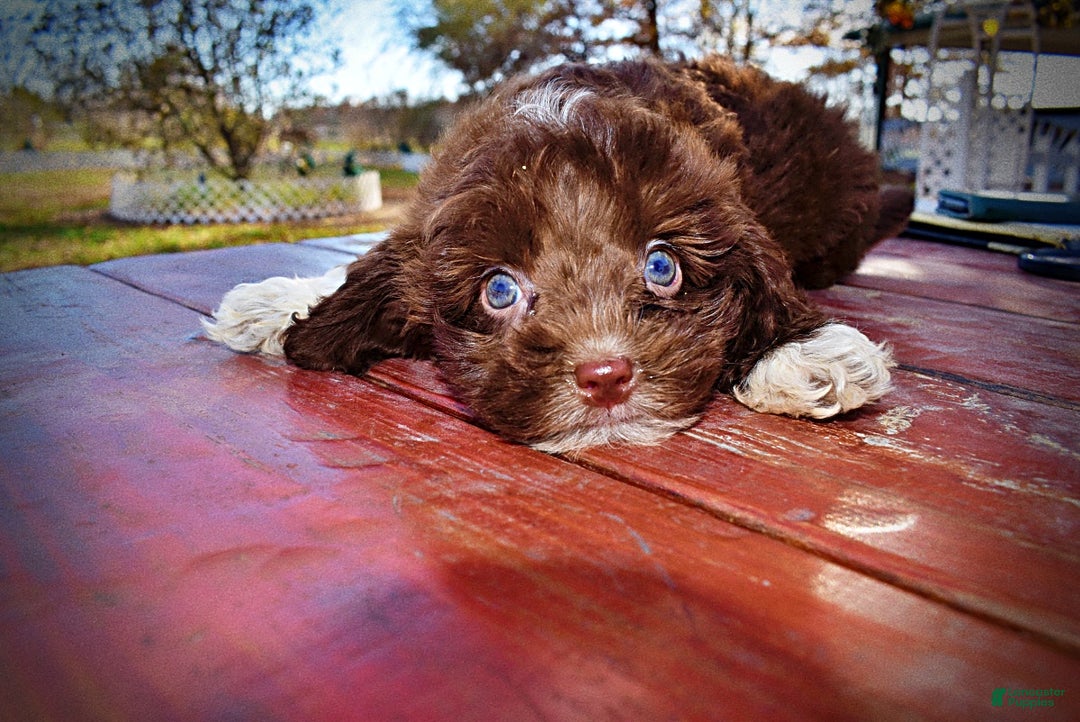 Havapoo dogs for sale: Ozzie - Ad 15