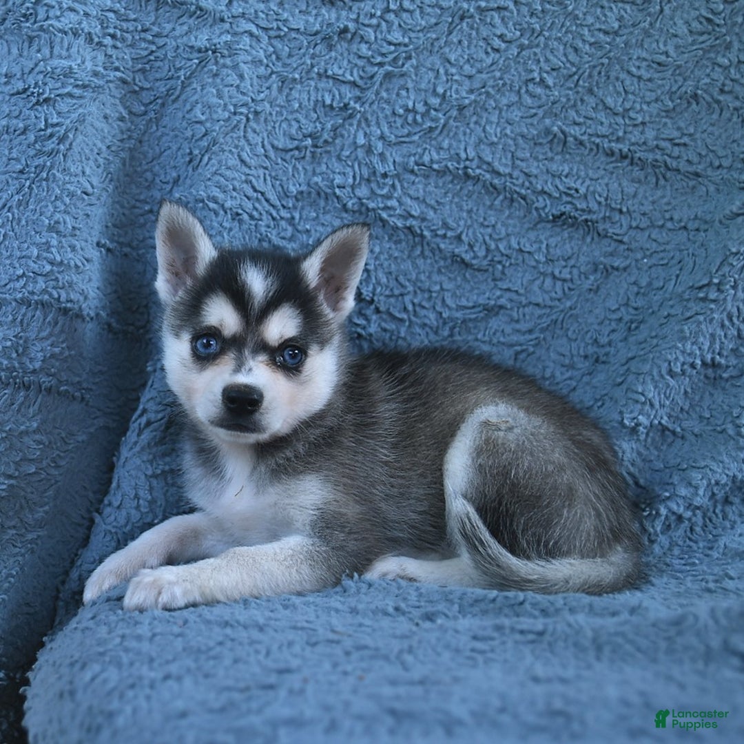 Alaskan Klee Kai Husky Chihuahua Mix For Sale Puppy Alaskan Klee
