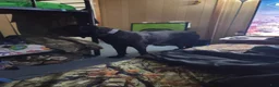 Cane Corso dogs for sale: Cane Corso Puppy 4 - Ad 4