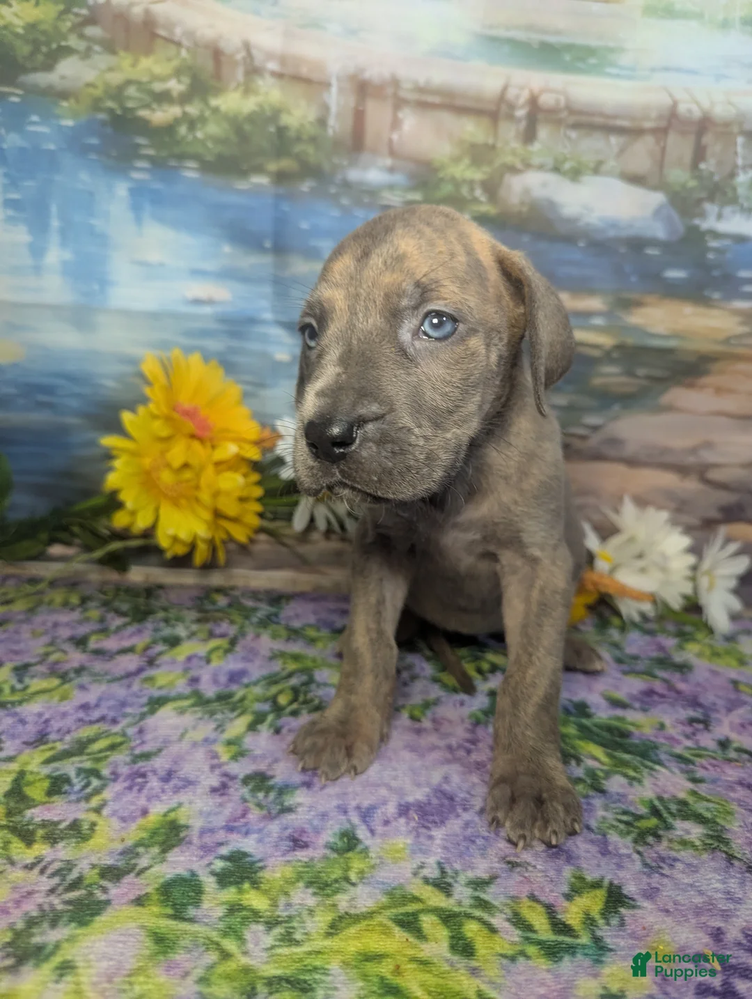 Great Dane dogs for sale: Belle Blue Brindle Female - Ad 1