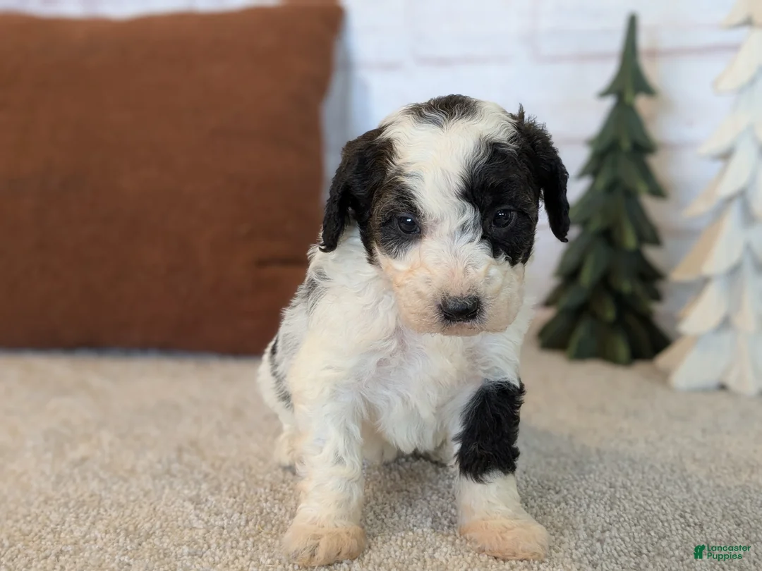 Mixed Breed dogs for sale: RoxAnn  - Ad 12