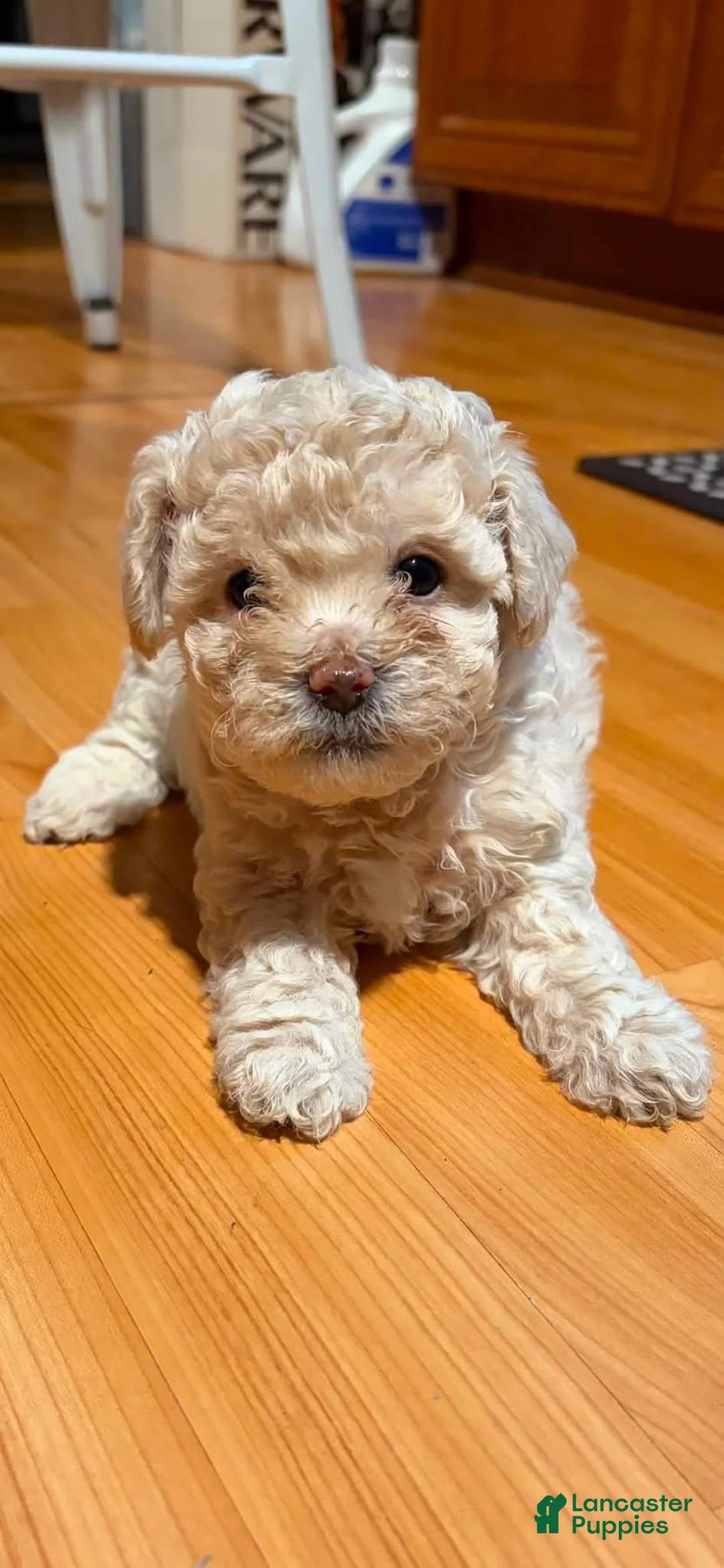 Toy Poodle dogs for sale: Toy Poodle 3 - Ad 1