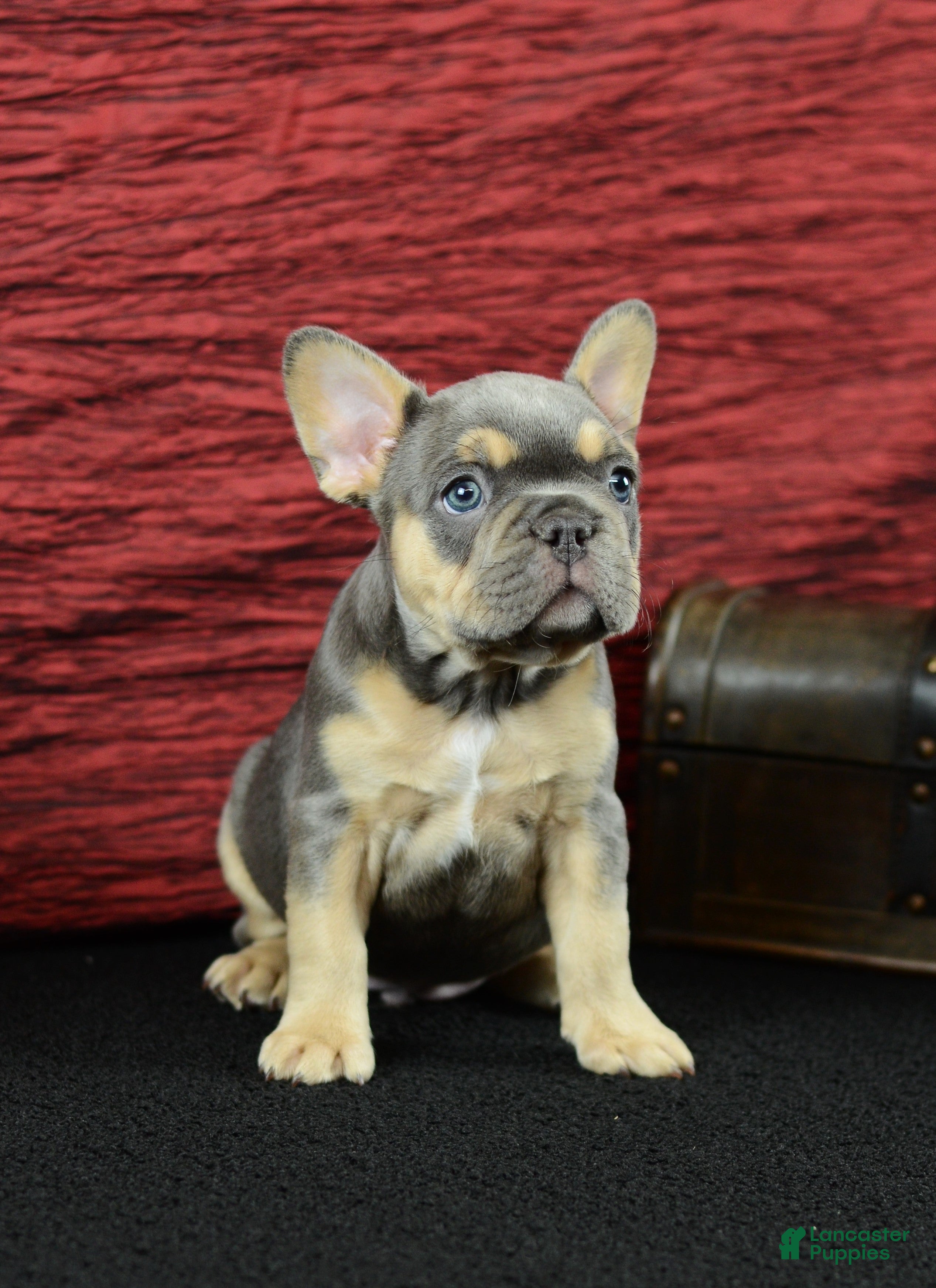 French Bulldog dogs Hunter - Ad 2