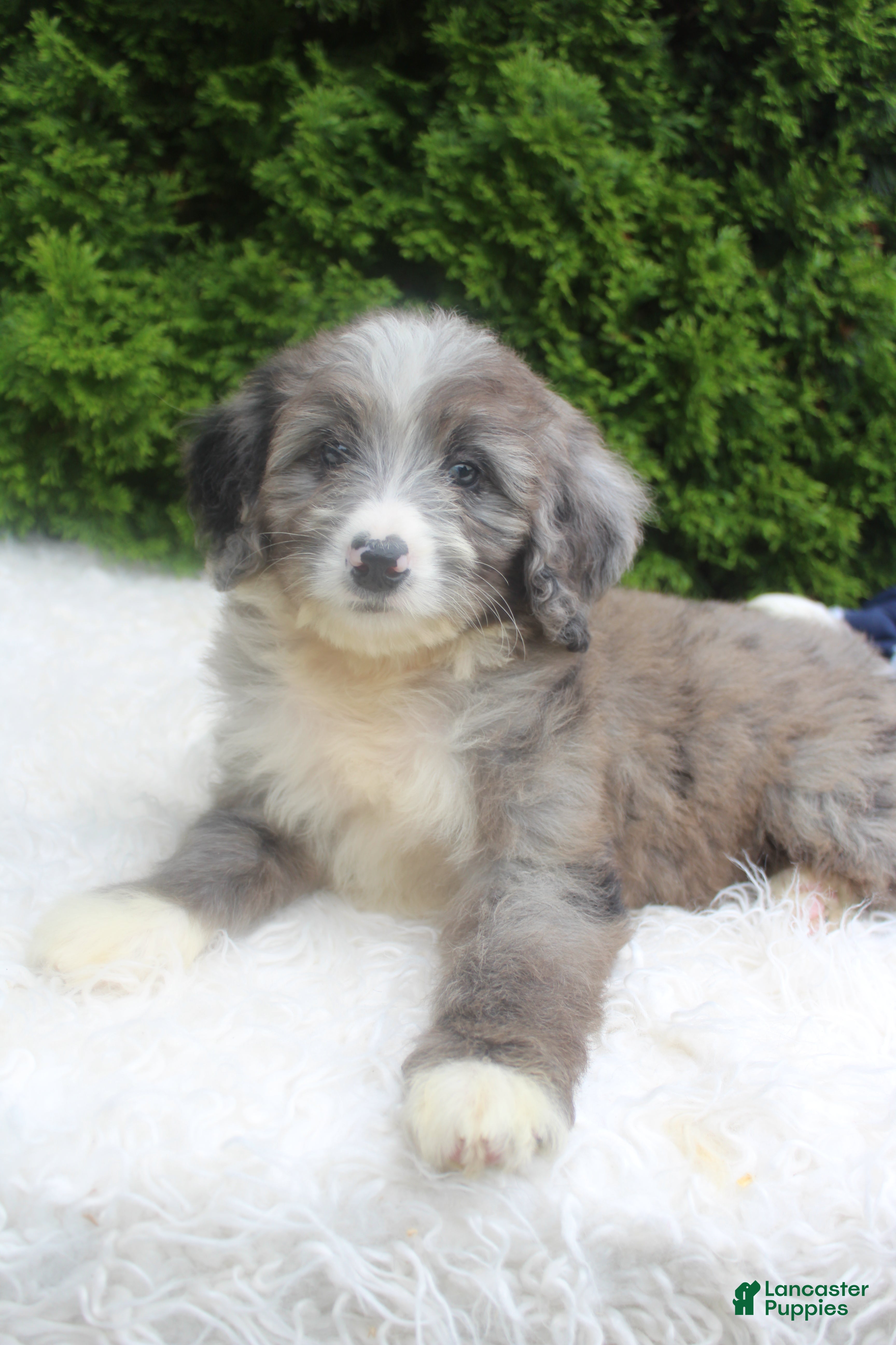Bernedoodle dogs Jenny - Ad 1