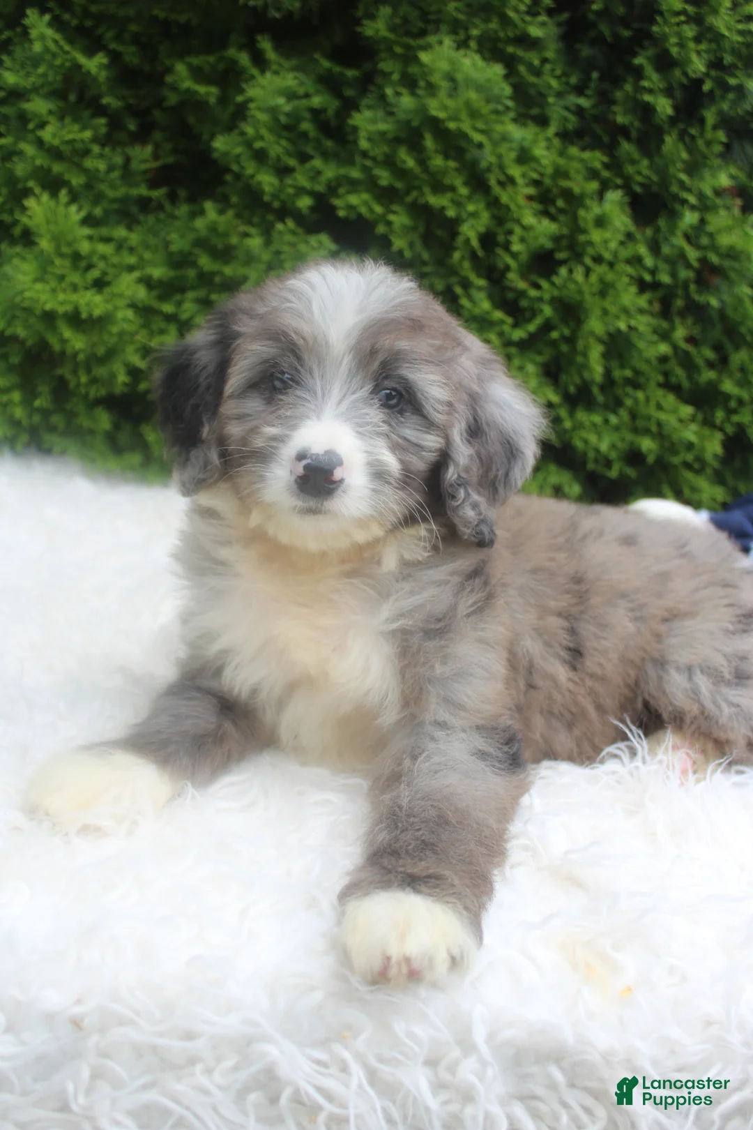 Bernedoodle dogs for sale: Jenny - Ad 1