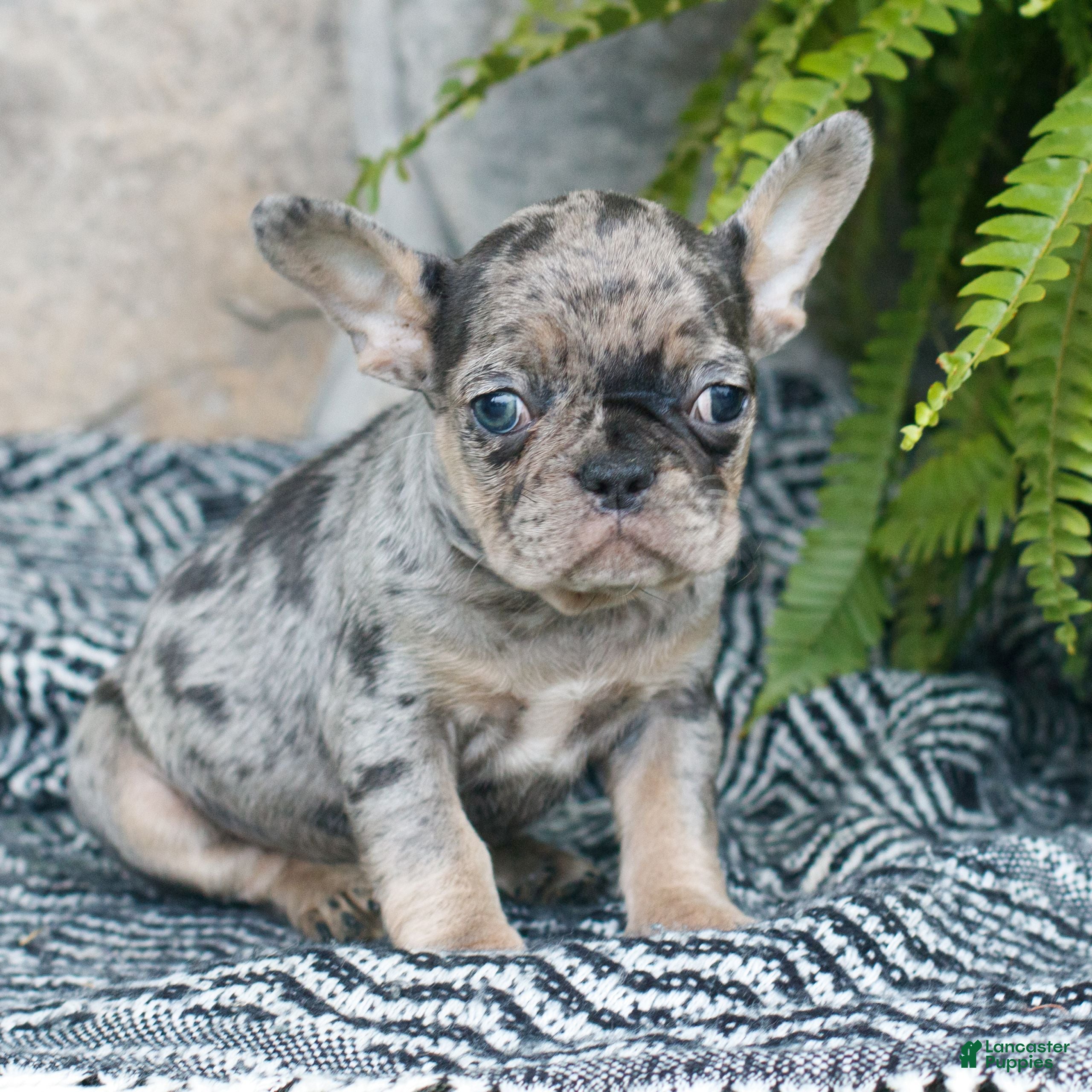 French Bulldog dogs for sale: Leo  - Ad 2