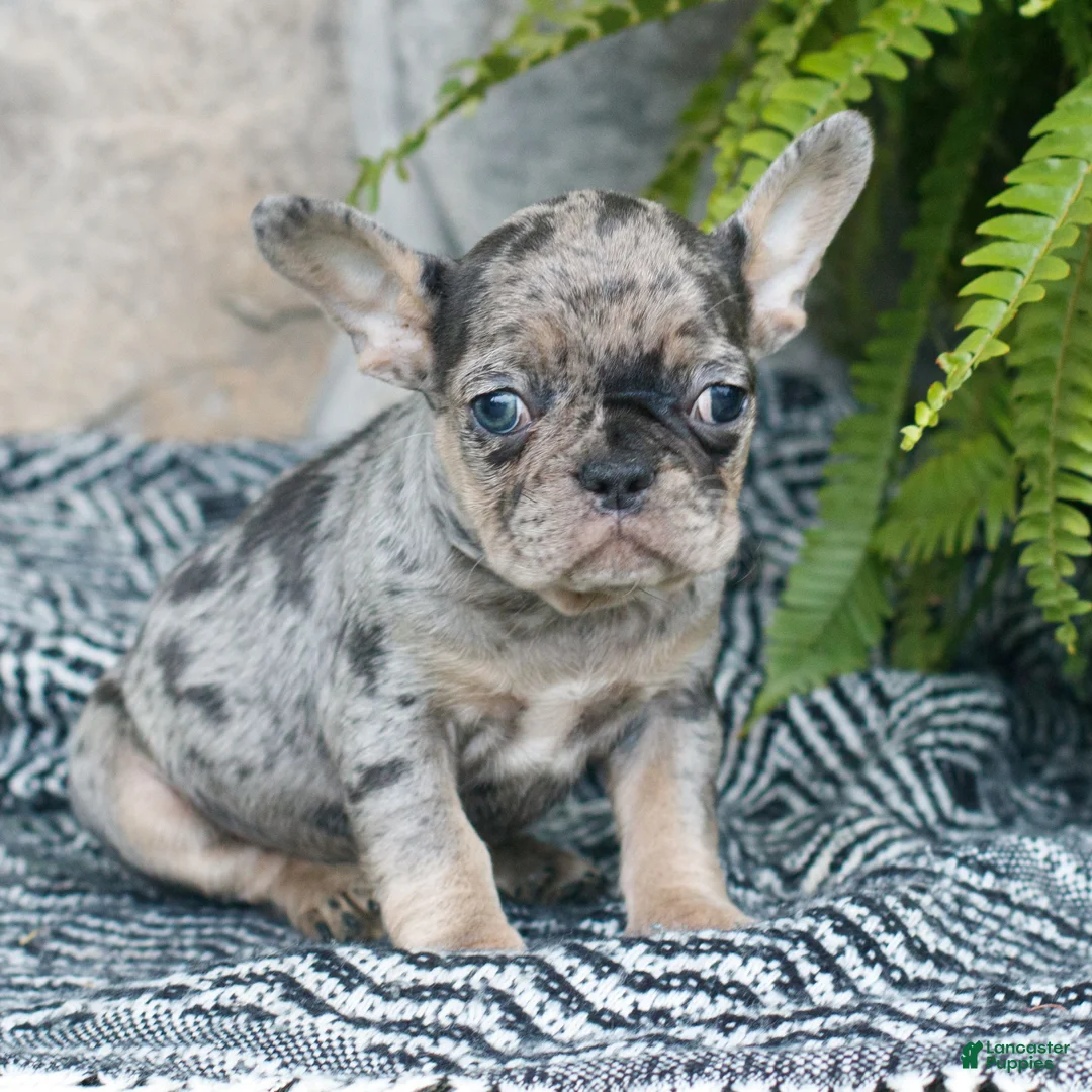 French Bulldog dogs for sale: Leo  - Ad 1