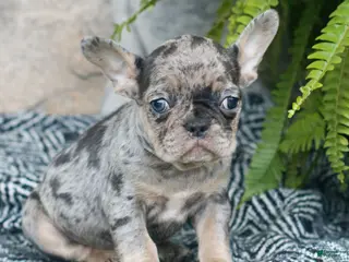 French Bulldog dogs for sale: Leo - Ad 2