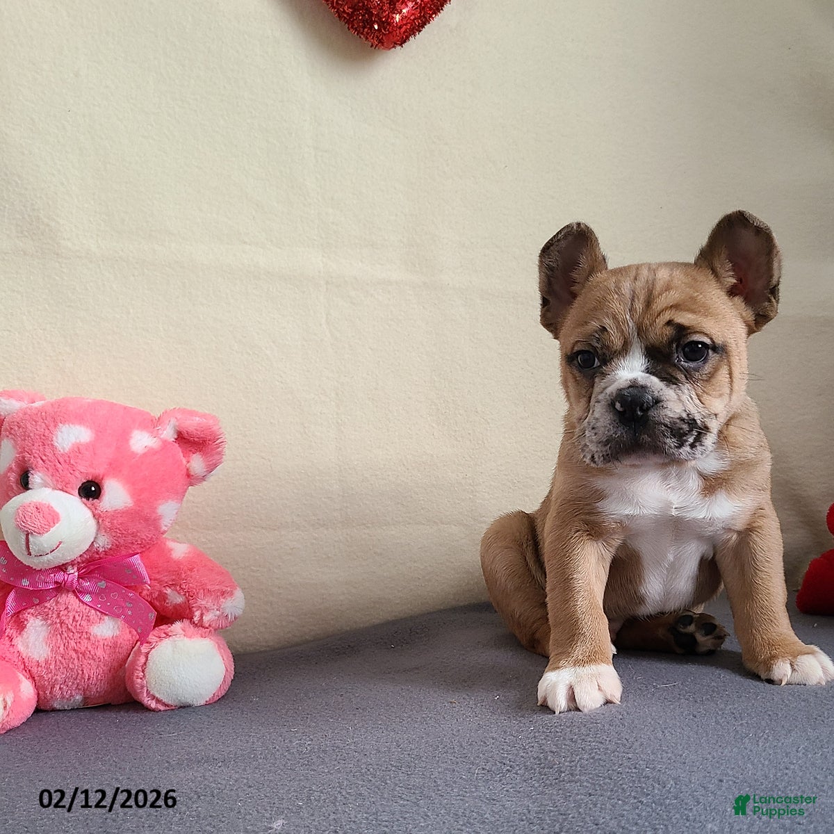 Mixed Breed dogs Milo - Ad 1