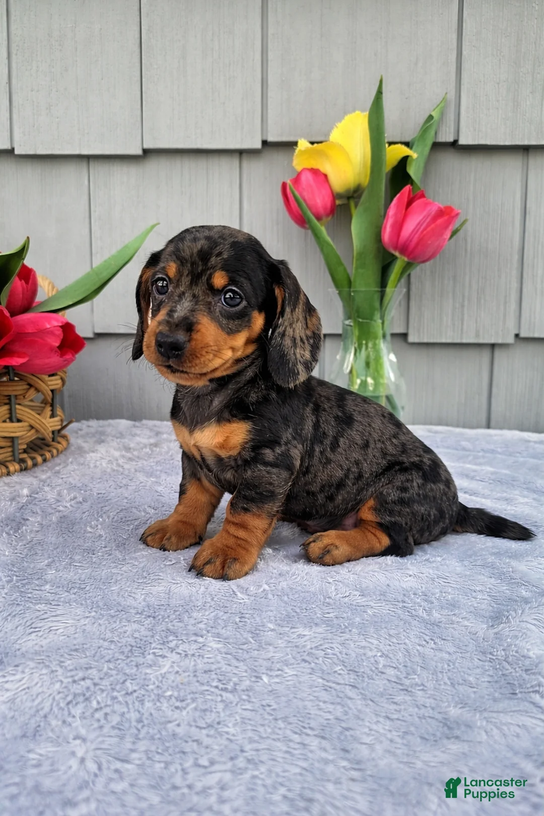 Dachshund dogs for sale: Mia - Ad 8