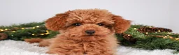 Toy Poodle dogs for sale: Caspian - Ad 2