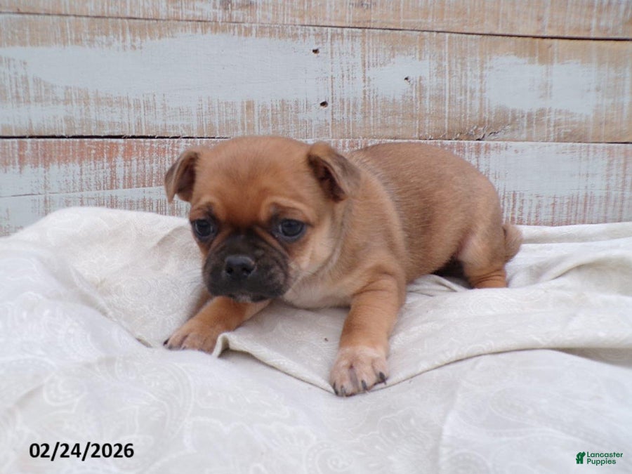 Mixed Breed dogs Daffodil - Ad 2