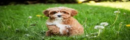 Cavapoo dogs for sale: Harper - Ad 8