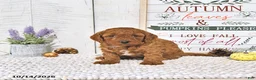 Mini Goldendoodle dogs for sale: Autumn - Ad 4