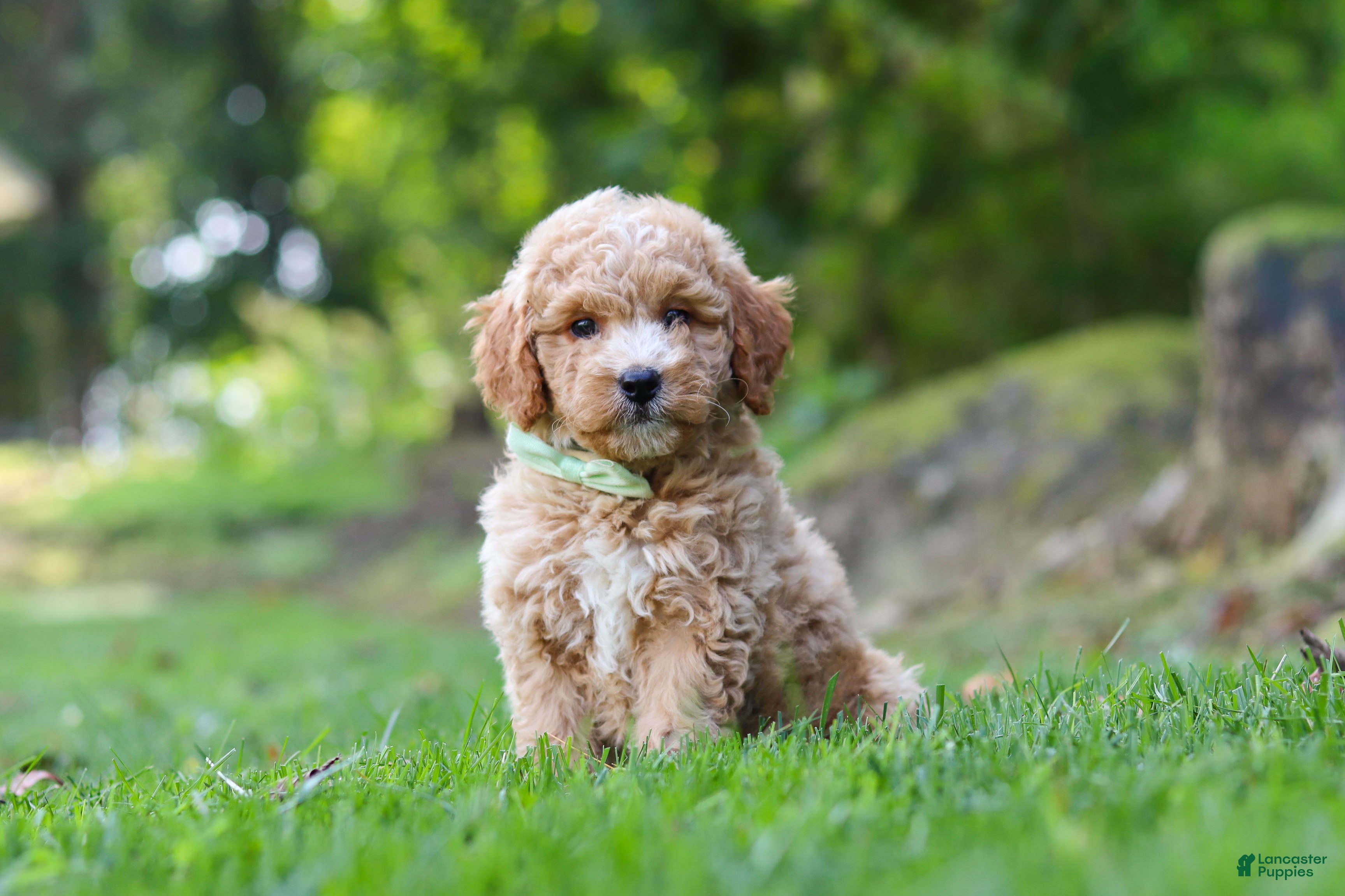 Mini Goldendoodle dogs Bryce - Ad 2