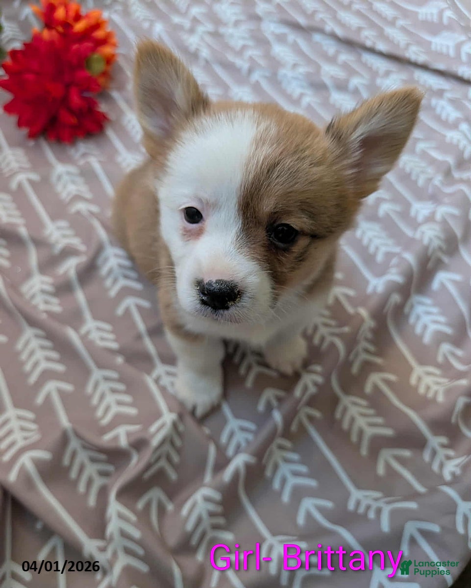 Welsh Corgi Pembroke dogs Brittany - Ad 1