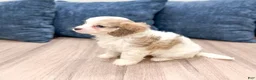 Cavapoo dogs for sale: Sarah - Ad 5
