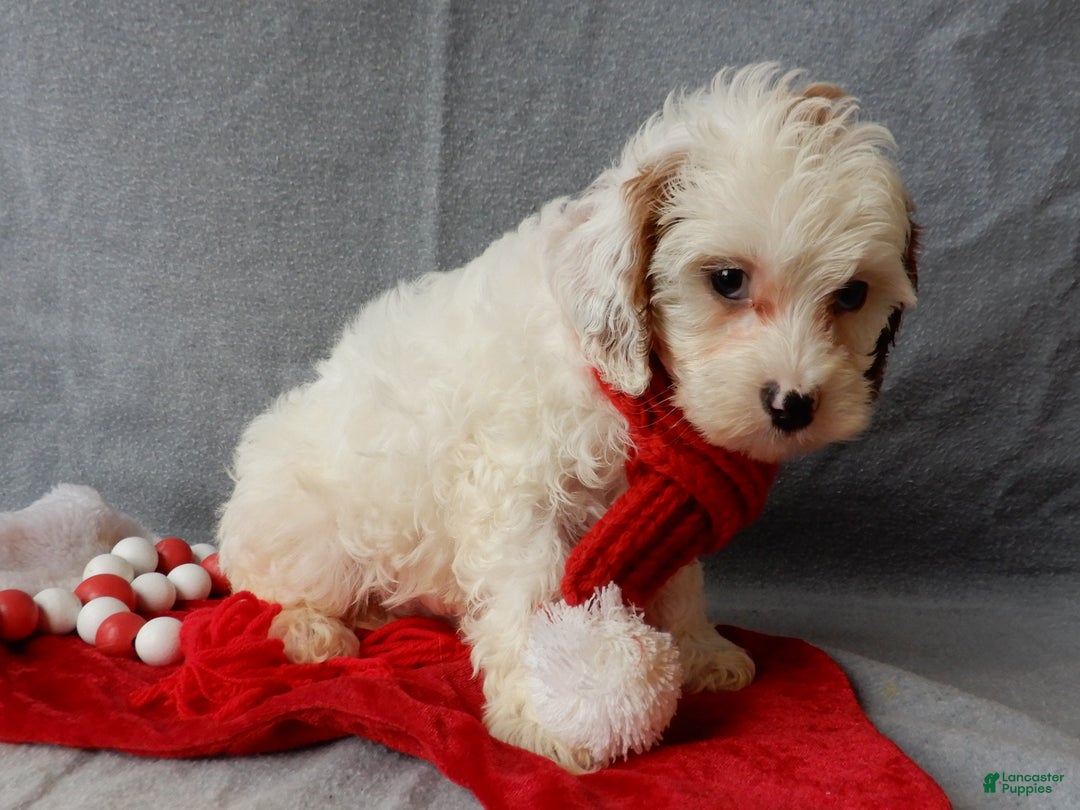 Cavapoo dogs for sale: Snowball - Ad 7
