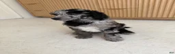 Miniature Poodle dogs for sale: Bluejay  - Ad 5